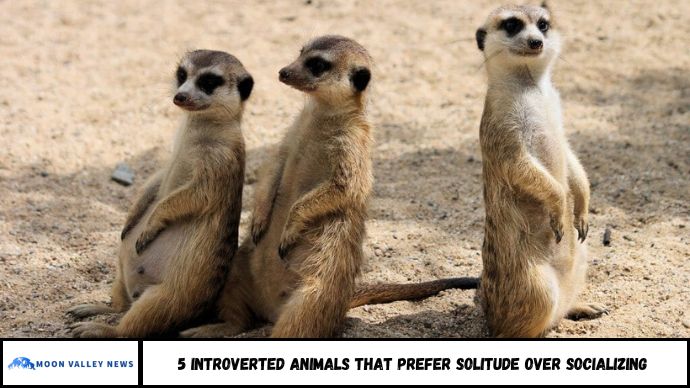 5 Introverted Animals That Prefer Solitude Over Socializing