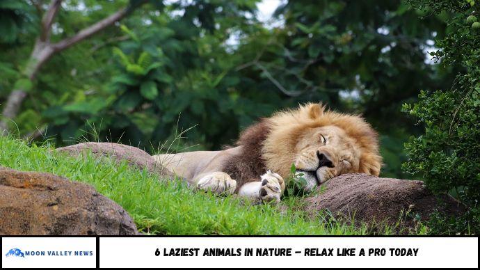 6 Laziest Animals in Nature – Relax Like a Pro Today