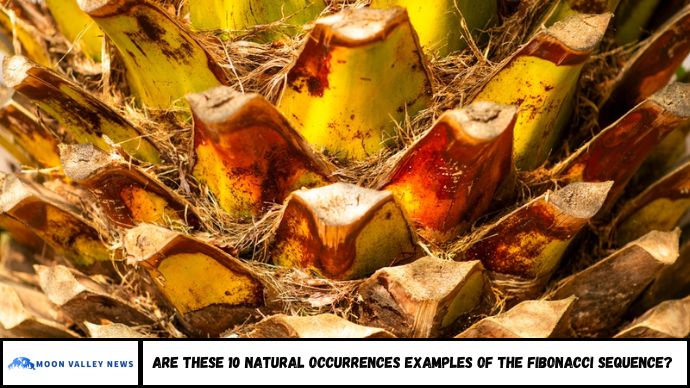 Are These 10 Natural Occurrences Examples of the Fibonacci Sequence?