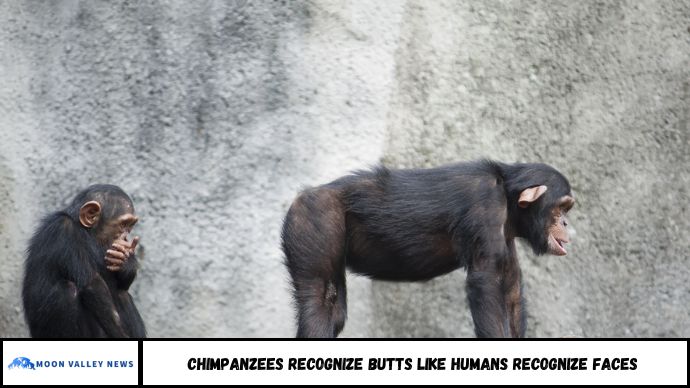 Chimpanzees Recognize Butts Like Humans Recognize Faces