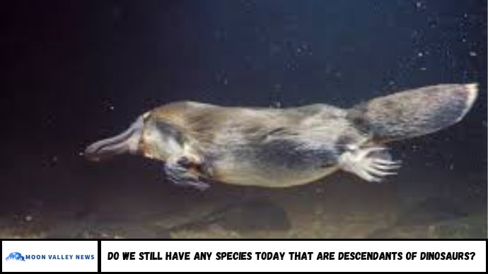 Do We Still Have Any Species Today That Are Descendants of Dinosaurs?