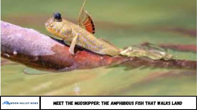 Meet the Mudskipper: The Amphibious Fish That Walks Land