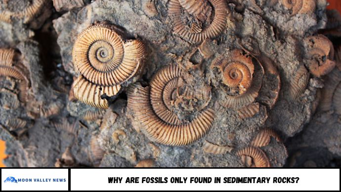 Why Are Fossils Only Found in Sedimentary Rocks?