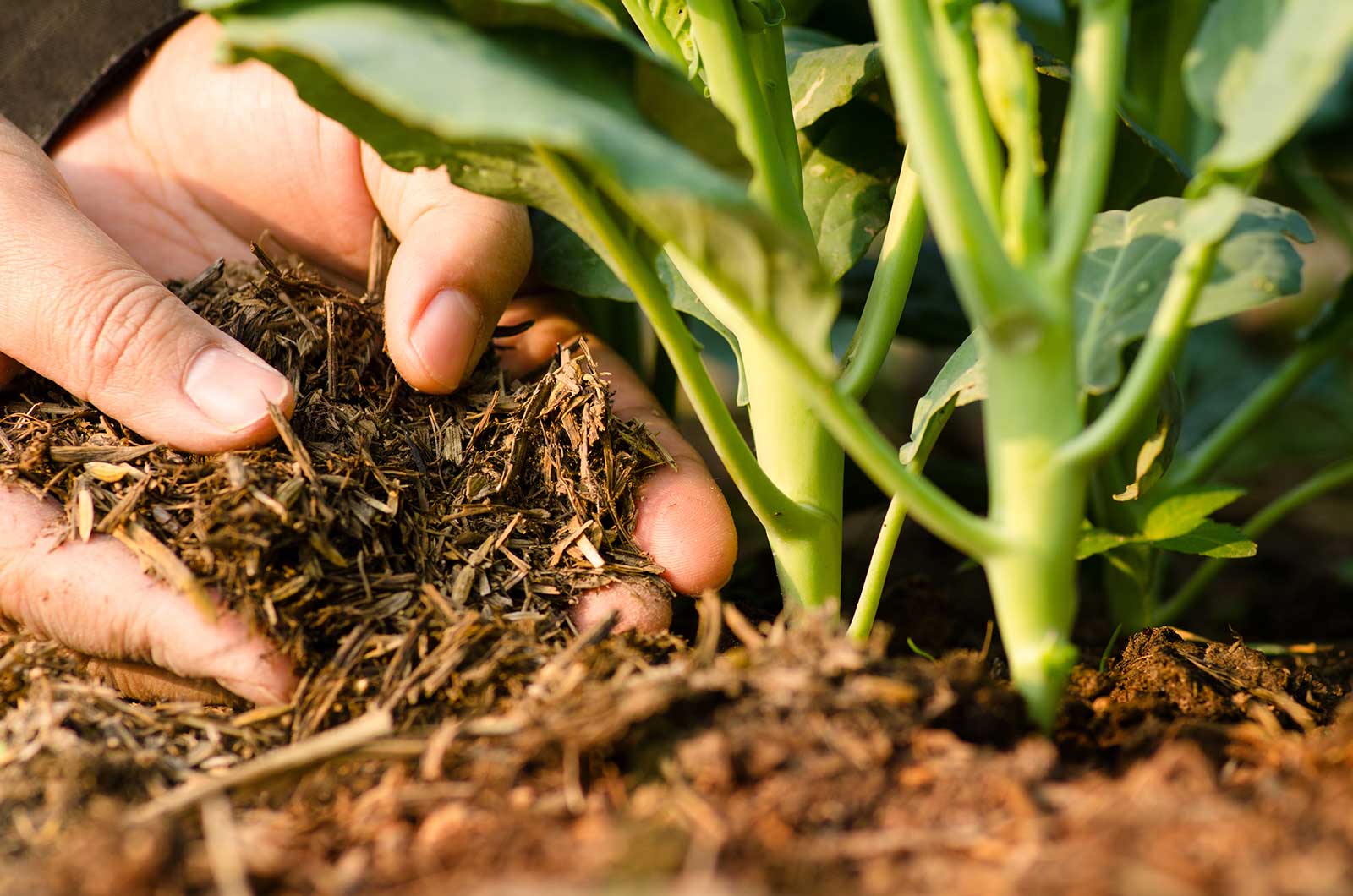Cover Crops: Nature’s Way of Maintaining Soil Health